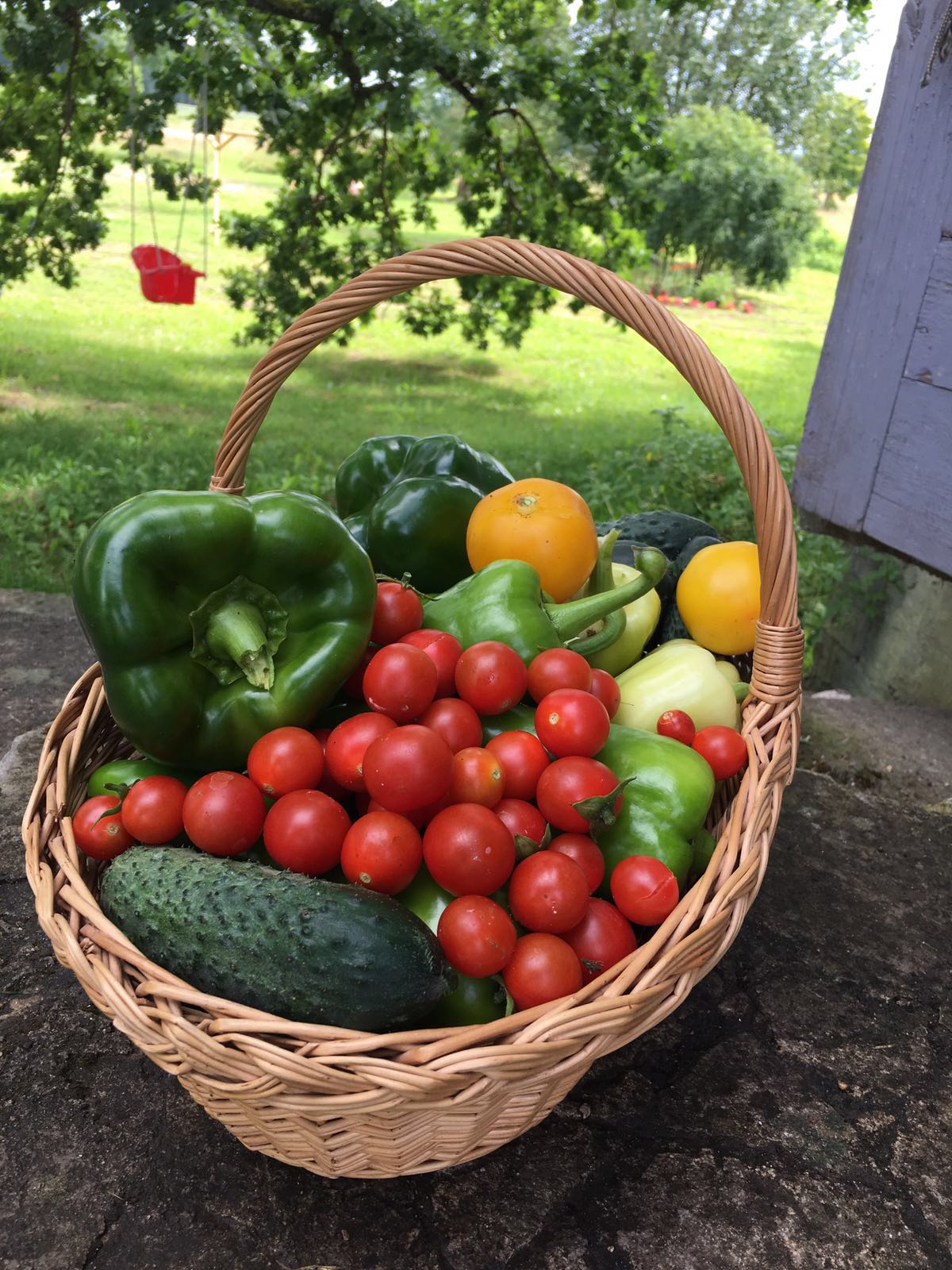 Dārza raža grozā — tomāti, paprika un gurķi